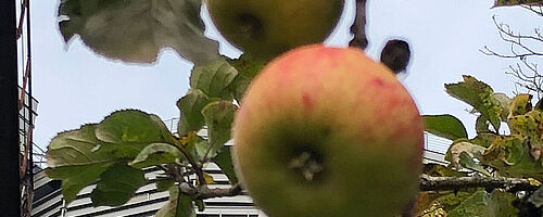 Nahaufnahme eines Apfelbaums vor dem Gaswerk. Weiterverlinkung auf Gaswerk blüht auf Newsartikel