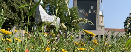 Gelbe Blumen auf einer Blumenwiese. Im Hintergrund ist das Gaswerk. Weiterverlinkung auf Konzerte Kultur und Natur Newsartikel