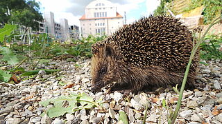 Igel-vor-demOfenhaus_Foto-Pareaz-eVSusanne_Thoma.JPG