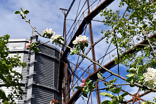 Blumen vor dem Gaskessel